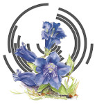 Florologium Logo